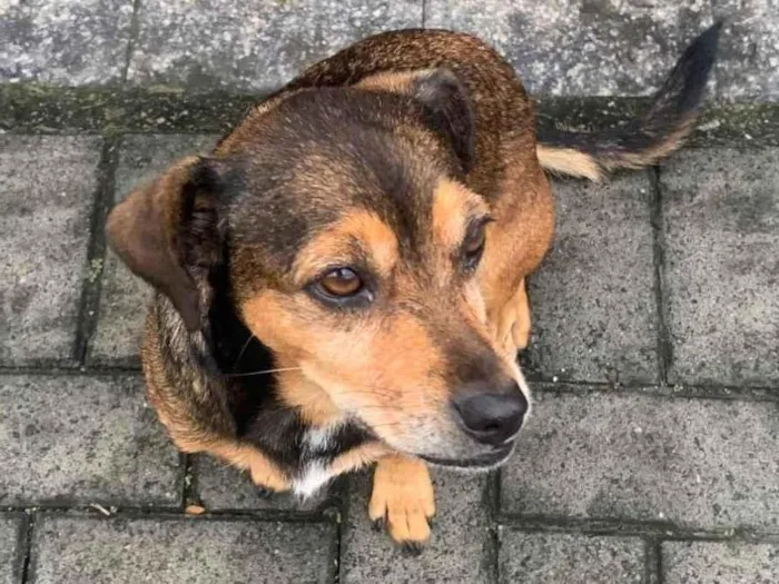 Cachorro ra a SRD-ViraLata idade 5 anos nome Não tem