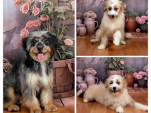 Cachorro raça SRD-ViraLata idade 1 ano nome Xuxa&Sasha