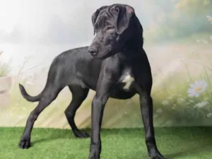 Cachorro raça SRD-ViraLata idade 2 a 6 meses nome Bento 