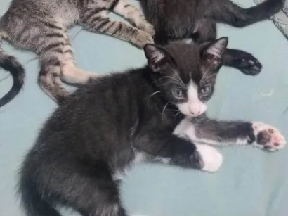 Gato raça SRD-ViraLata idade 2 a 6 meses nome Frajola