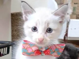 Gato raça SRD-ViraLata idade Abaixo de 2 meses nome ANJO