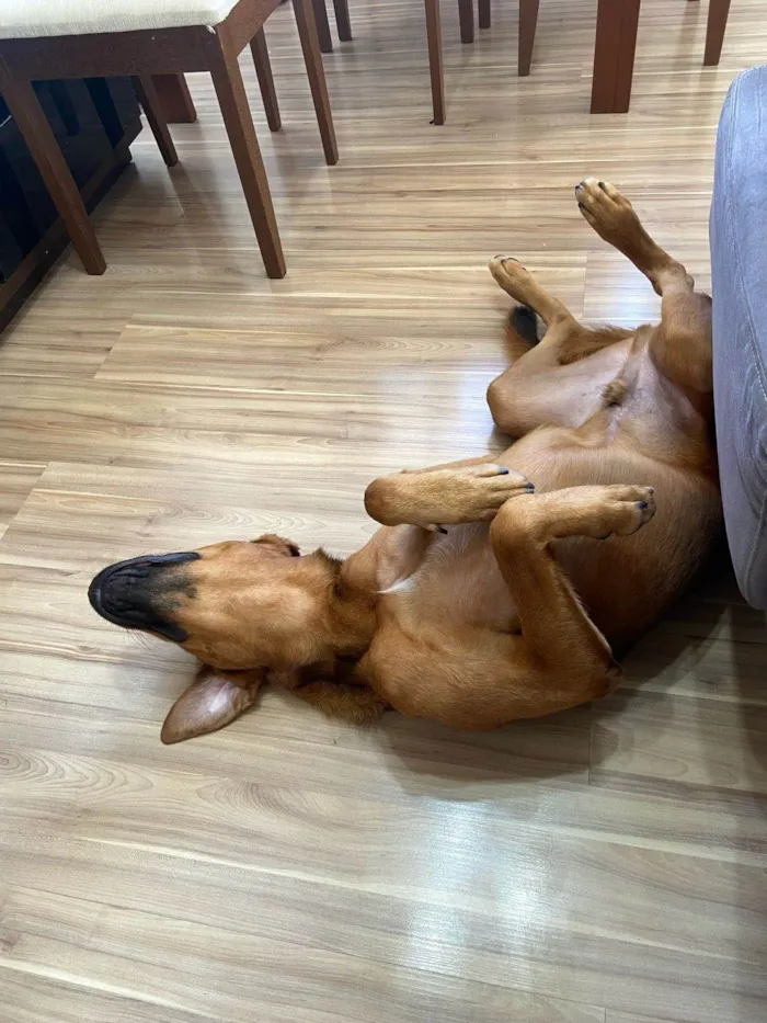 Cachorro ra a SRD-ViraLata idade 1 ano nome Max