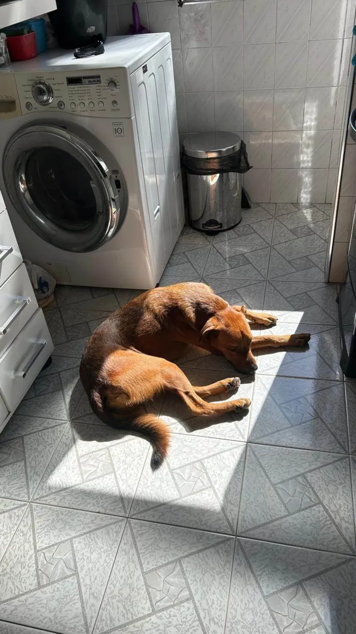 Cachorro ra a SRD-ViraLata idade 1 ano nome Max