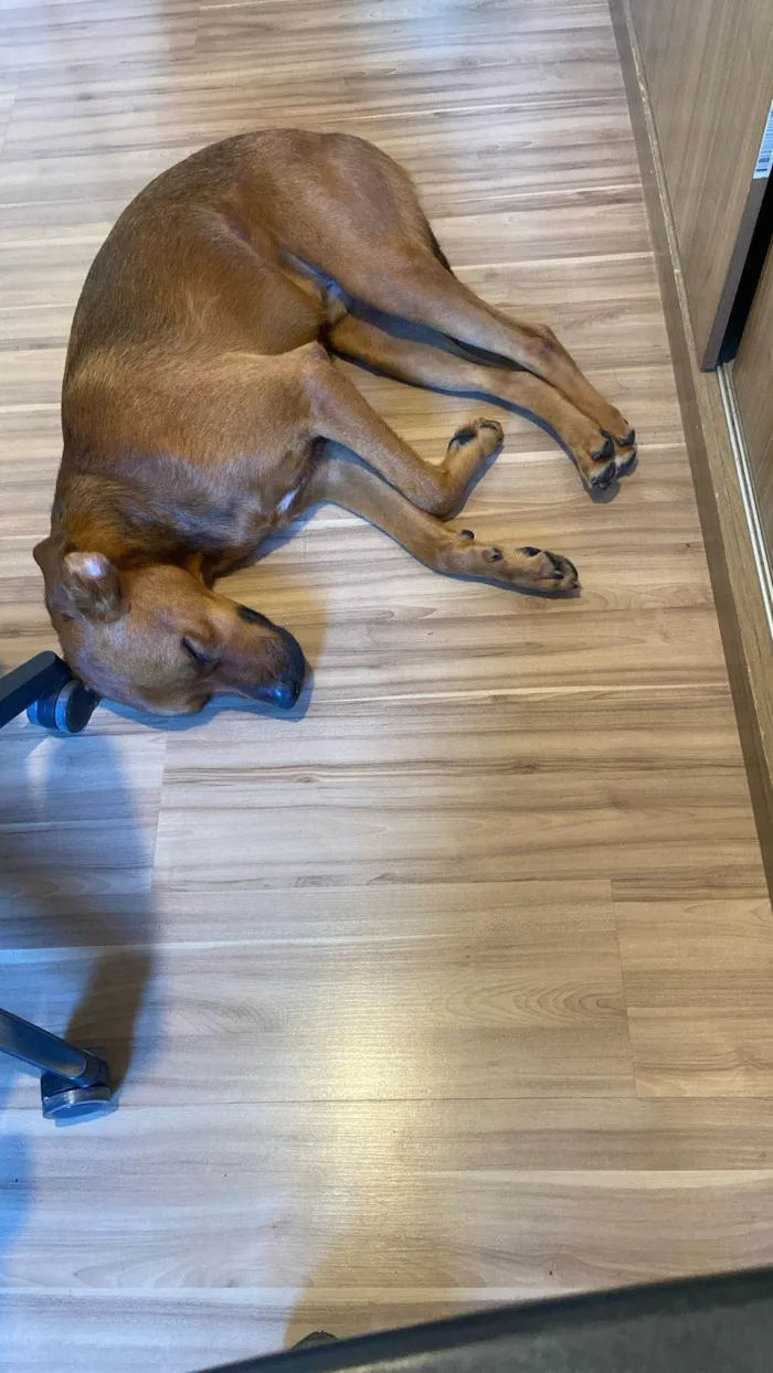 Cachorro ra a SRD-ViraLata idade 1 ano nome Max