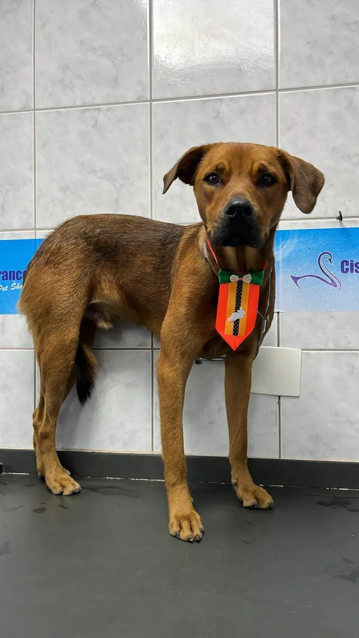 Cachorro ra a SRD-ViraLata idade 1 ano nome Max