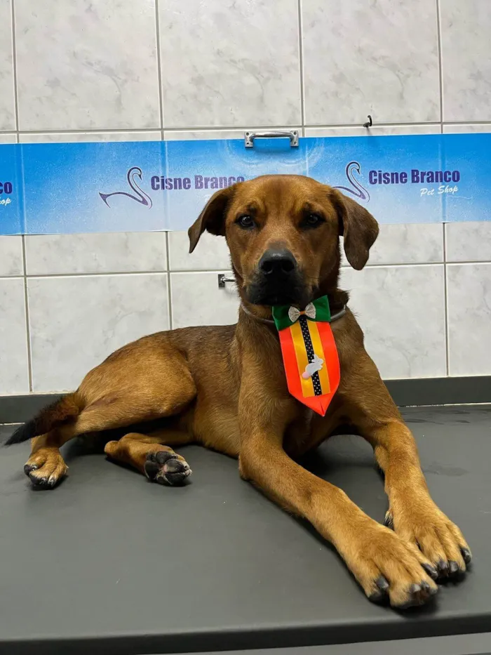 Cachorro ra a SRD-ViraLata idade 1 ano nome Max