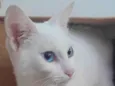 Scott