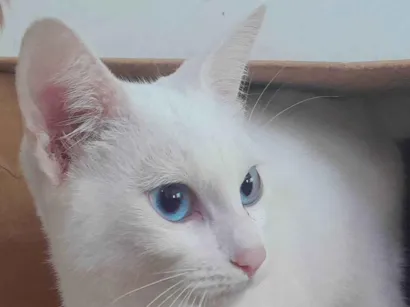 Gato raça SRD-ViraLata idade 2 a 6 meses nome Scott