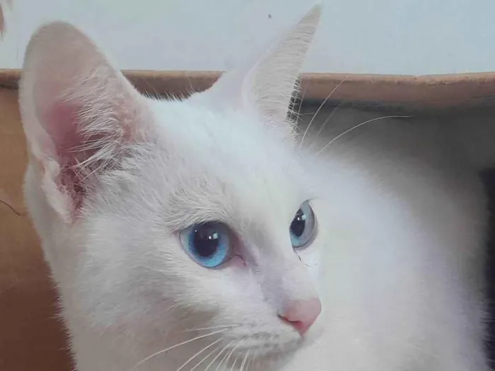 Gato ra a SRD-ViraLata idade 2 a 6 meses nome Scott