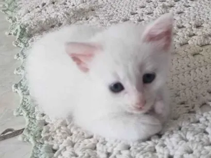 Gato raça SRD-ViraLata idade 2 a 6 meses nome Pixu 