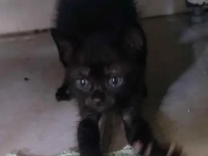 Gato raça SRD-ViraLata idade 2 a 6 meses nome Pretinha