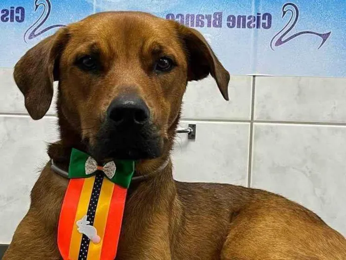 Cachorro ra a SRD-ViraLata idade 1 ano nome Max
