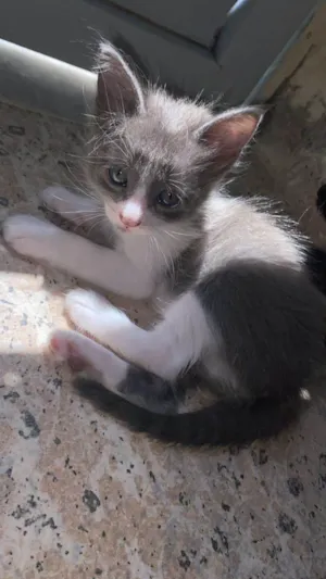 Gato raça SRD-ViraLata idade 2 a 6 meses nome Cinzinha
