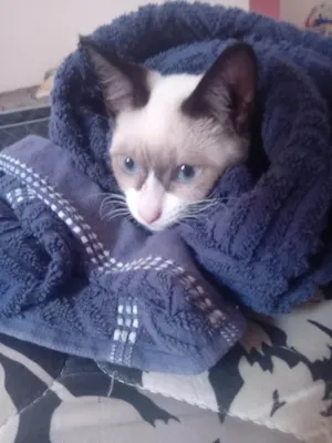 Gato raça SRD-ViraLata idade 2 a 6 meses nome Apolo