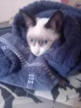 Apolo