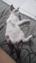Apolo