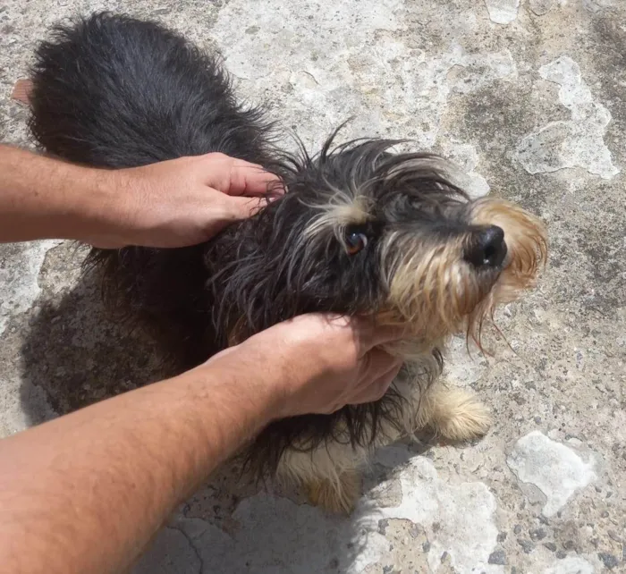 Cachorro ra a SRD-ViraLata idade 2 anos nome Valentino
