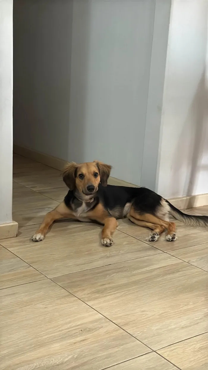Cachorro ra a SRD-ViraLata idade 7 a 11 meses nome Maria 