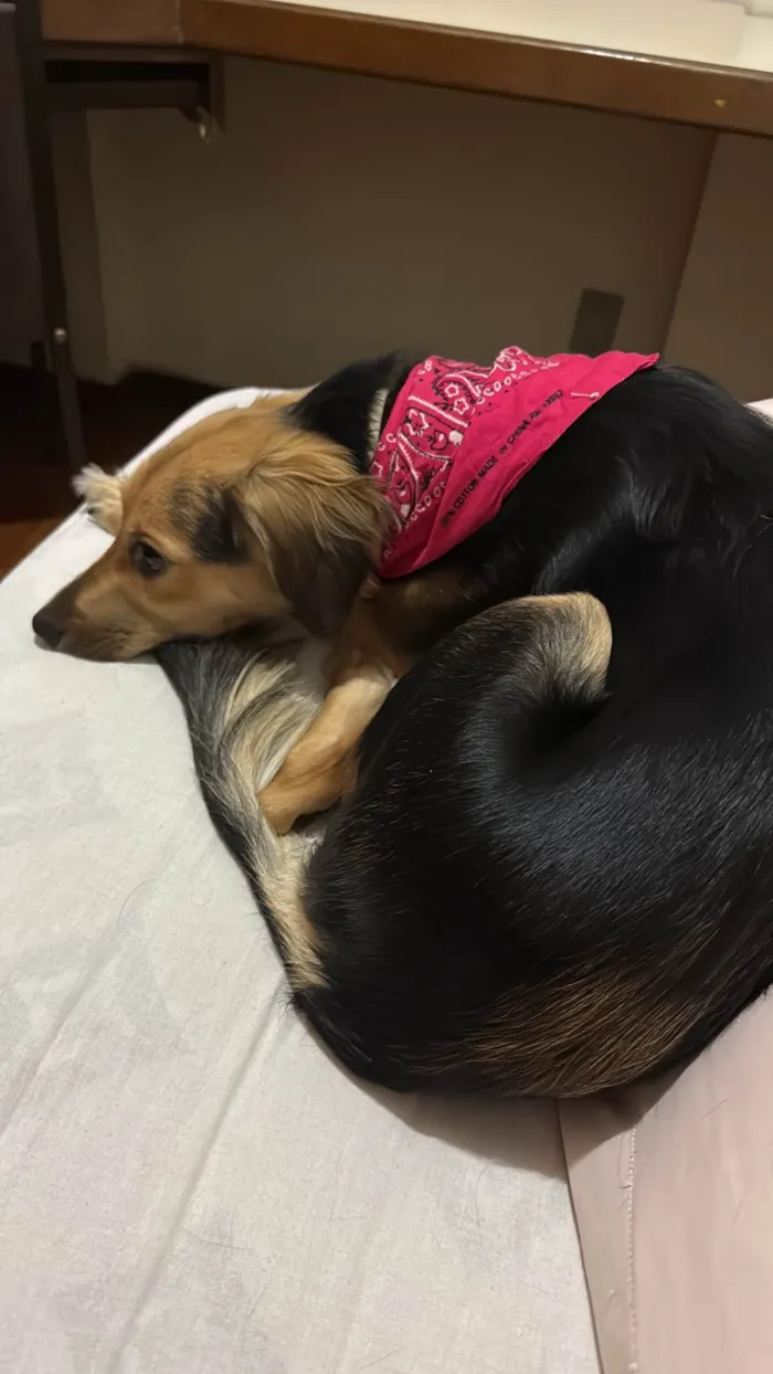 Cachorro ra a SRD-ViraLata idade 7 a 11 meses nome Maria 
