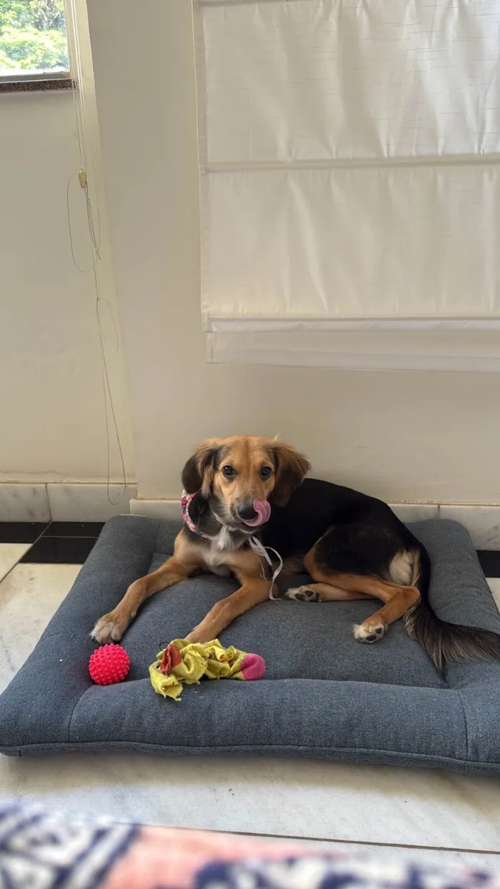 Cachorro ra a SRD-ViraLata idade 7 a 11 meses nome Maria 