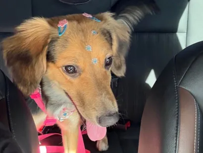 Cachorro raça SRD-ViraLata idade 7 a 11 meses nome Maria 