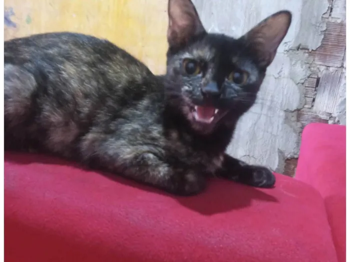 Gato ra a Exótico idade 7 a 11 meses nome Pandora