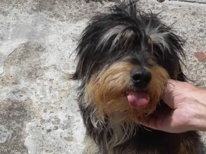 Cachorro raça SRD-ViraLata idade 2 anos nome Valentino