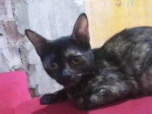 Gato raça Exótico idade 7 a 11 meses nome Pandora