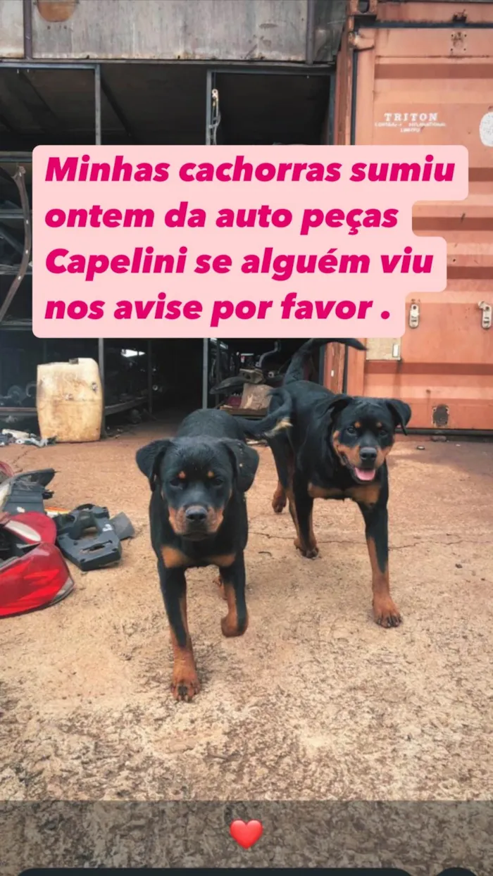 Cachorro ra a Rottweiler idade 7 a 11 meses nome Pandora e pantera 