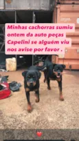 Pandora e pantera