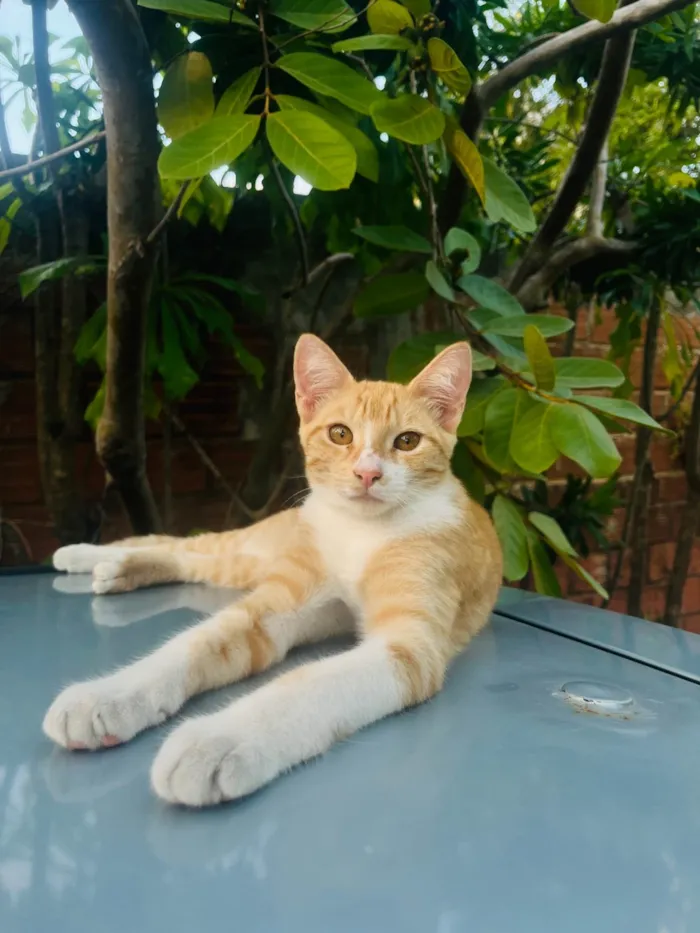 Gato ra a SRD-ViraLata idade 2 a 6 meses nome duck