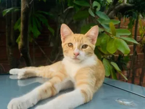 Gato raça SRD-ViraLata idade 2 a 6 meses nome duck