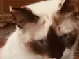 Nina