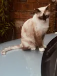 Nina