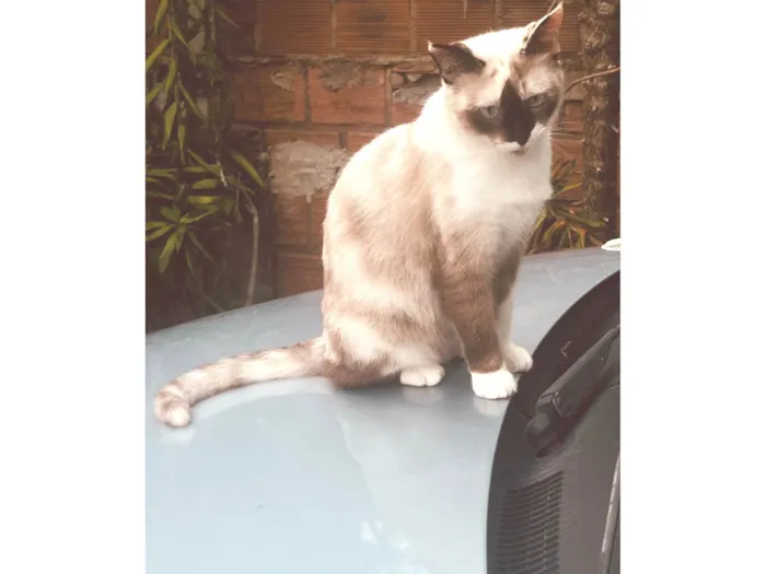 Gato ra a Siamês idade 7 a 11 meses nome Nina