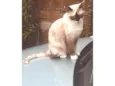 Nina