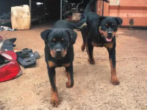 Cachorro raça Rottweiler idade 7 a 11 meses nome Pandora e pantera 