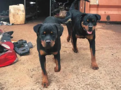 Cachorro raça Rottweiler idade 7 a 11 meses nome Pandora e pantera 