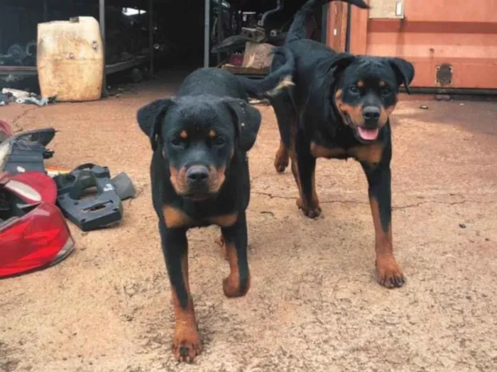 Cachorro ra a Rottweiler idade 7 a 11 meses nome Pandora e pantera 
