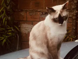 Gato raça Siamês idade 7 a 11 meses nome Nina