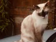 Nina