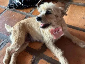 Cachorro raça SRD-ViraLata idade 6 ou mais anos nome Janete 