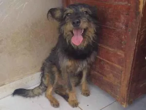 Cachorro raça SRD-ViraLata idade 3 anos nome Juliano 