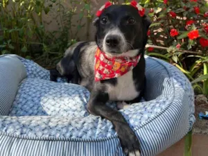 Cachorro raça SRD-ViraLata idade 3 anos nome Juliana 