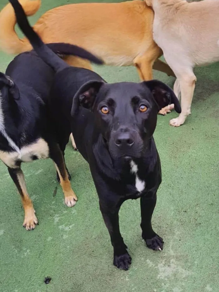 Cachorro ra a SRD-ViraLata idade 2 anos nome Sebastian 