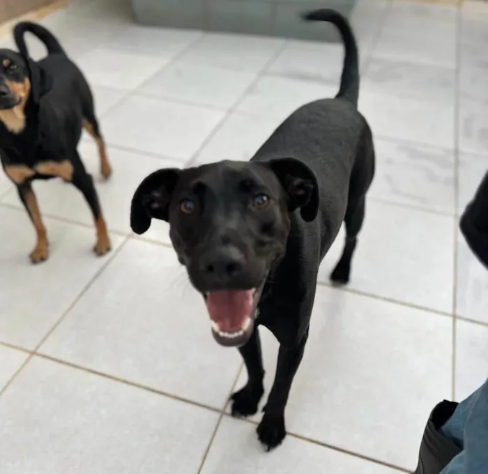 Cachorro ra a SRD-ViraLata idade 2 anos nome Sebastian 