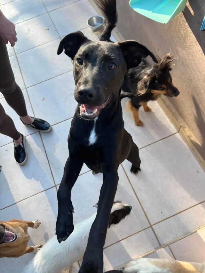 Cachorro ra a SRD-ViraLata idade 2 anos nome Sebastian 