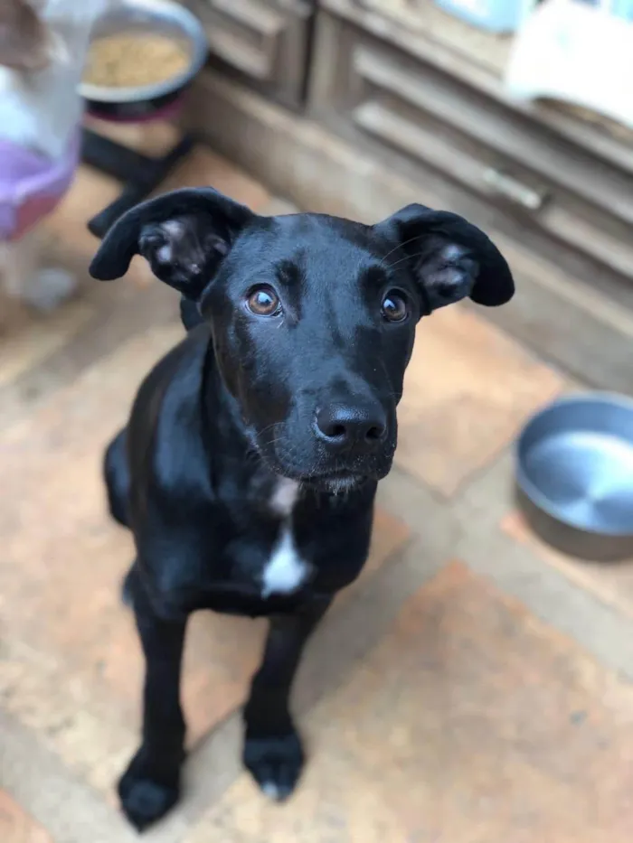 Cachorro ra a SRD-ViraLata idade 2 anos nome Sebastian 