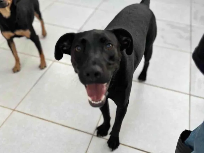 Cachorro ra a SRD-ViraLata idade 2 anos nome Sebastian 