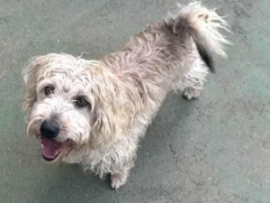 Cachorro raça SRD-ViraLata idade 5 anos nome Gepeto